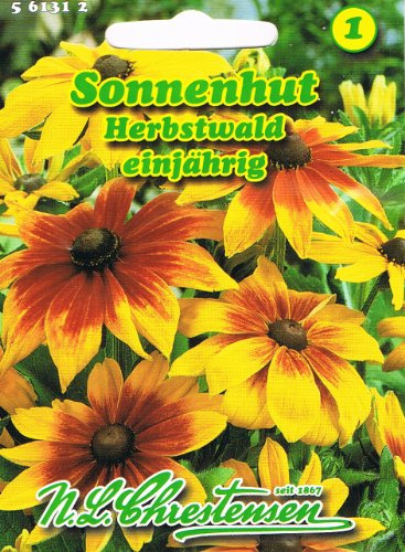 Sonnenhut Herbstwald Rudbeckia hirta var. pulcherrima