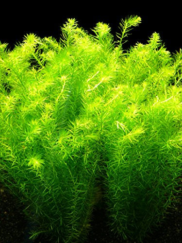 Zoomeister - 1 Bund Fluss - Mooskraut (Mayaca Fluviatilis)