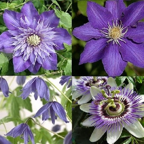4 plantas trepadoras – Blue Mix – 4 plantas comprar/3 pagar – Perenne y resistente al invierno | Passiflora/Clematis The president/Multi Blue/Macropetala | 4 macetas de 1,5 litros