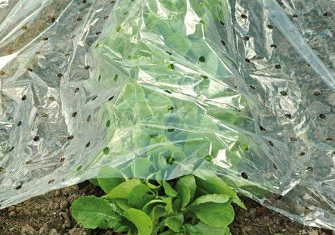 Frühbeetfolie L 10 x B 1,5 m gelocht hochtransparent, Beetfolie, Pflanzenfolie, Gartenfolie, Frühbeettunnel, Frühbeet, Anzucht