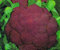 CAVOLFIORE VIOLETTO DI SICILIA NR.300 SEMI