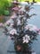 schwarzlaubiger Holunder Sambucus nigra Black Lace 60-80 cm hoch im 5 Liter Pflanzcontainer