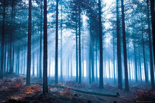 GB Eye 61 x 91.5 cm Tom Mackie Forest Maxi Poster, sortiert