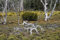 Tasmanischer Schneeeukalyptus Eucalyptus coccifera 10 Samen -Winterhart
