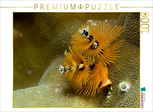 CALVENDO Puzzle Röhrenwurm | 1000 Teile Lege-Größe 64 x 48 cm Foto-Puzzle für glückliche Stunden