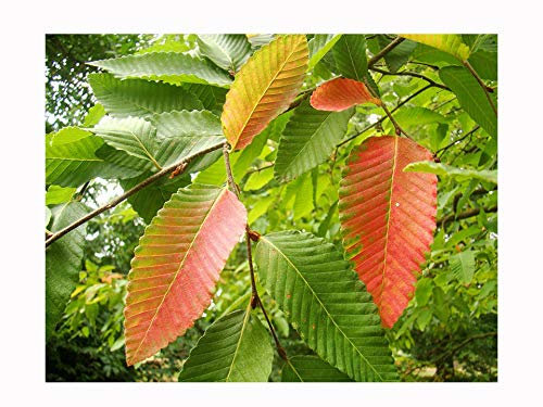 Southern Beech Nothofagus Alpina Hardy Tree with Fiery red Foliage in Autumn - 20-30cm Tall Starter Plant in a 7cm Pot