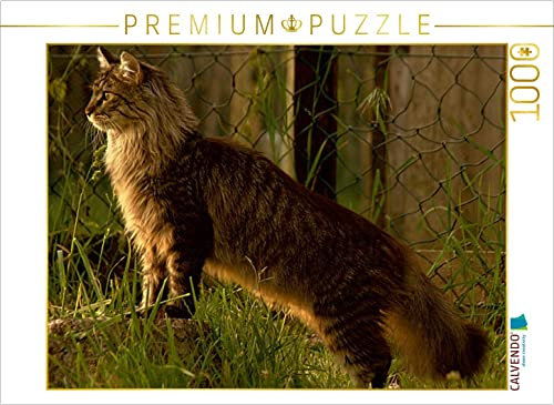 CALVENDO Puzzle Katzen - Maine Coon 1000 Teile Puzzle quer | Lege-Größe cm Foto-Puzzle für glückliche Stunden