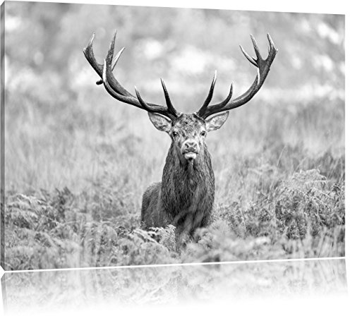 Pixxprint Großer Hirsch im Feld Kunst B&W, Größe: 100x70cm, Leinwandbild, fertig gespannt, Wandbild, Dekoration, Kunstdruck, kein Poster