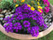 Verbenen 30 Samen ''Profusion Violet,Eisenkraut Samen