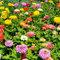 Sperli Blumensamen Zinnien dahlienblütige Mischung, grün