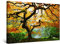 Startonight Bilder Ahorn im Herbst, Leinwandbilder Moderne Kunst, Natur Wanddeko Kunstdrucke, Wandbilder Schlafzimmer 60 x 90 cm, Tag Nacht Effekt, Elegante Geschenkidee Wand Deko