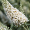 Zwerg-Schmetterlingsflieder BUZZ Ivory - Sommerflieder (Buddleja) Pflanze in weiß, halbschattig und winterhart - Flieder-Strauch von Garten Schlüter