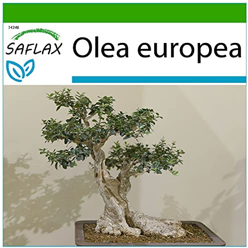 SAFLAX - Bonsai - Ölbaum - 20 Samen - Mit keimfreiem Anzuchtsubstrat - Olea europea
