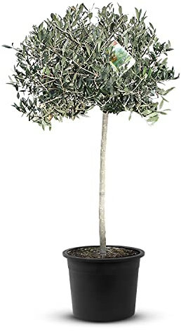 Tropictrees Albero di ulivo naturale, vero albero di olive con tronco alto 140 cm, circonferenza 6-8 cm, piante pronte per la frutta, per la decorazione del giardino, 10 kg