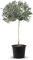Tropictrees Natürlicher Olivenbaum, Echt Oliven Baum mit 140 cm Hochstamm, 6-8 cm Umfang, Obstbereite Pflanzen, draußen winterhart Pflanzen zur Gartendekoration, 10 kg