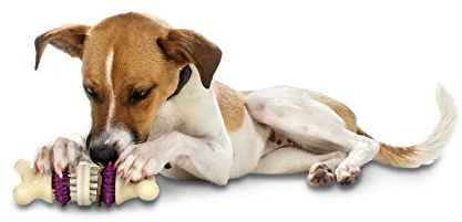 PetSafe Busy Buddy Mordedor con Anillos de Golosinas, Pequeño | Juguete Interactivo, Apto para Lavavajillas