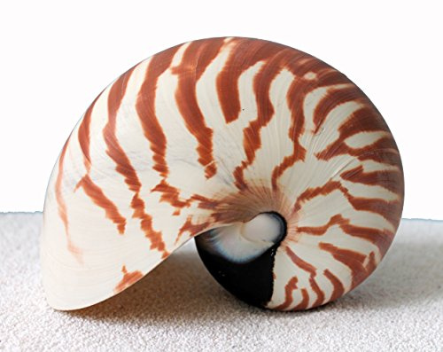 echtes Perlboot Nautilus naturbelassen ca. 14,5-16cm Muschel Schnecke Kopffüsser