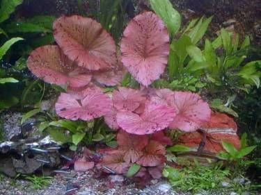 3 rote Tigerlotus ca. 10-15 cm, Nymphaea Lotus