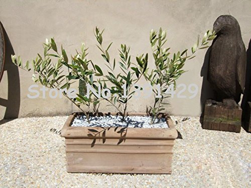 / bag Olive Bonsai albero (Olea europaea) Semi 20pcs, mini Ulivo, Olive Bonsai semi freschi Esotico albero, pianta da giardino