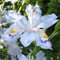 Verlust Förderung! 50PCS / bag 24 colorsJapanese Iris Japonica-Blumensamen, weiße Iris Orchidee Samen Japanische Seltene Blumen-Pflanze, Garten Heim Bonsai