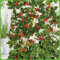 Erdbeere Hänge- & Klettererdbeere®' - Fragaria x ananassa - immertragend, ertragreich, leuchtendrot, mittelgroß, aromatisch-süße Früchte