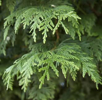 Baumsamen 100 Stück italienische Zypresse (Cupressus sempervirens Stricta) Samen steuern im Garten