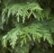 Baumsamen 100 Stück italienische Zypresse (Cupressus sempervirens Stricta) Samen steuern im Garten