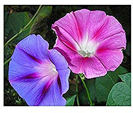 Purpur-Prunkwinde Mix - Ipomoea purpurea - Einzigartige Kletterpflanze mit leuchtenden Blüten - 100 Samen