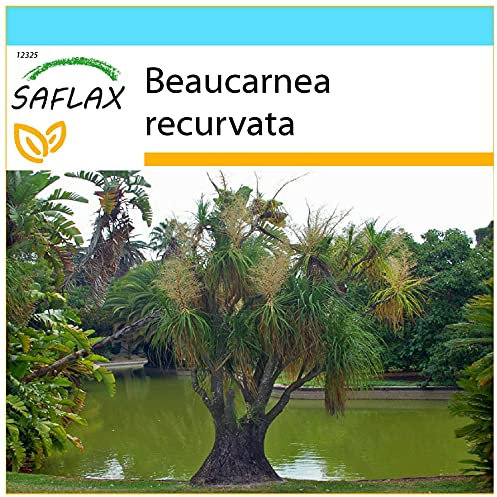 SAFLAX - Geschenk Set - Elefantenfuß/Flaschenbaum - 10 Samen - Mit Geschenk- / Versandbox, Versandaufkleber, Geschenkkarte und Anzuchtsubstrat - Beaucarnea recurvata