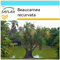 SAFLAX - Geschenk Set - Elefantenfuß/Flaschenbaum - 10 Samen - Mit Geschenk- / Versandbox, Versandaufkleber, Geschenkkarte und Anzuchtsubstrat - Beaucarnea recurvata