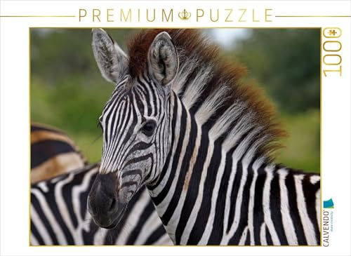 CALVENDO Puzzle Zebra-Nachwuchs, Afrika | 1000 Teile Lege-Größe 64 x 48 cm Foto-Puzzle für glückliche Stunden
