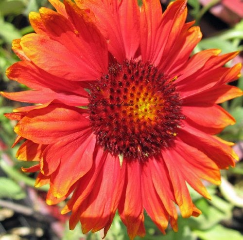 Staudenkulturen Wauschkuhn Gaillardia x grandiflora 'Tokajer' - Kokardenblume - Staude im 9cm Topf