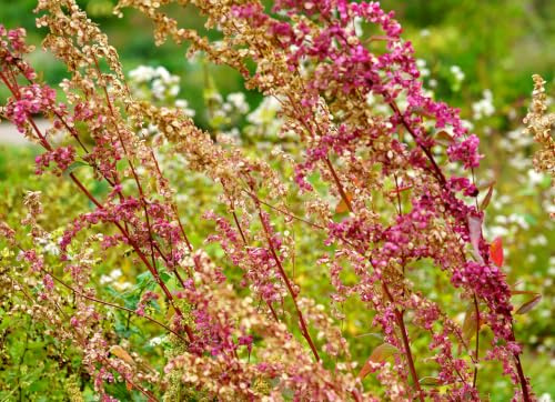 Gartenmelde Rot – Atriplex hortensis rubra – Orach Red – 400 Samen | Zarter Spanischer Salat, Milder Spinat