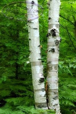 Birke, weiße Birke Samen TREE 5