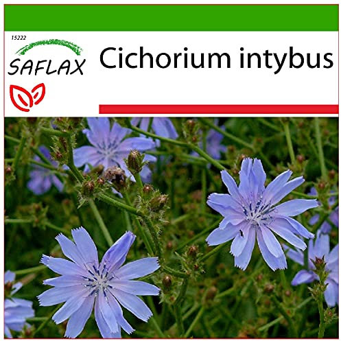 SAFLAX - Escarola - 250 semillas - Con sustrato estéril para cultivo - Cichorium intybus