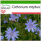 SAFLAX - Escarola - 250 semillas - Con sustrato estéril para cultivo - Cichorium intybus