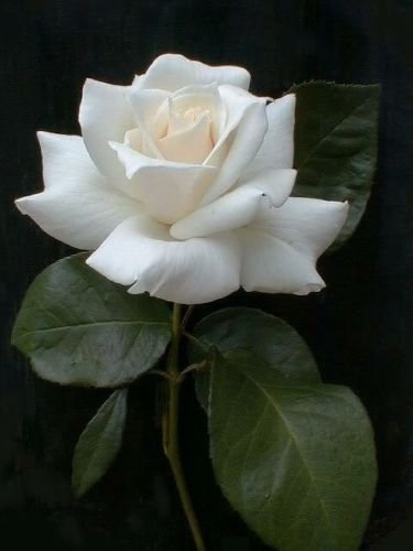 5 WHITE ROSE Rosa Bush Strauch Staude Blumensamen * Comb S/H