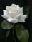 5 WHITE ROSE Rosa Bush Strauch Staude Blumensamen * Comb S/H