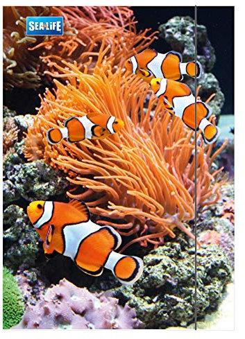 RNK 4512 Zeichenmappen, Zeichenunterlagen A3 Sea Life