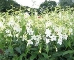Just Seed - Flower - Nicotiana affinis - 15000 Seed - Sweet Scent - Large Packet