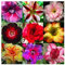Adenium obesum Mixed Colours - Desert Rose Mixed Colours - 10 Seeds