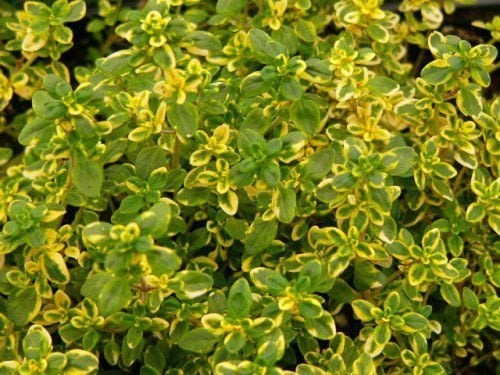 Thyme x Citriodorus Mystic 'Lemon Thyme' Perennial Herb Plug Plants Pack x6