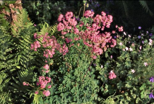 Staudenkulturen Wauschkuhn Thalictrum aquilegifolium - Wiesenraute - Staude im 9cm Topf