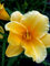 Staudenkulturen Wauschkuhn Hemerocallis Hybr. 'Sea Gold' - Taglilie - Staude im 11cm Topf