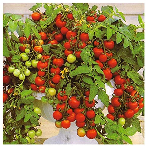 PREMIER SEEDS DIRECT - Tomato Seeds - MASKOTKA (Trailing) (200 Seeds)