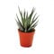 Exotenherz - Haworthia fasciata - kleine Pflanze im 5,5cm Topf