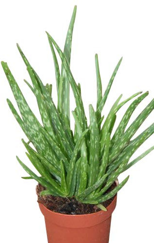 Planta de interior - Planta para la casa o la oficina - Aloe Vera - Pequeña