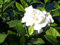Duftende Cape Jasmin Strauch, Gardenie, 50 Samen