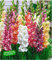 BALDUR Garten Papagei-Gladiolen-Mischung 20 Zwiebeln Gladiolus Schnittblumen