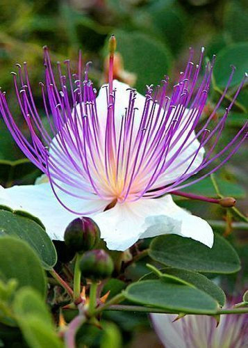 Tropica - Kräuter - Echter Kapernstrauch (Capparis spinosa) - 25 Samen